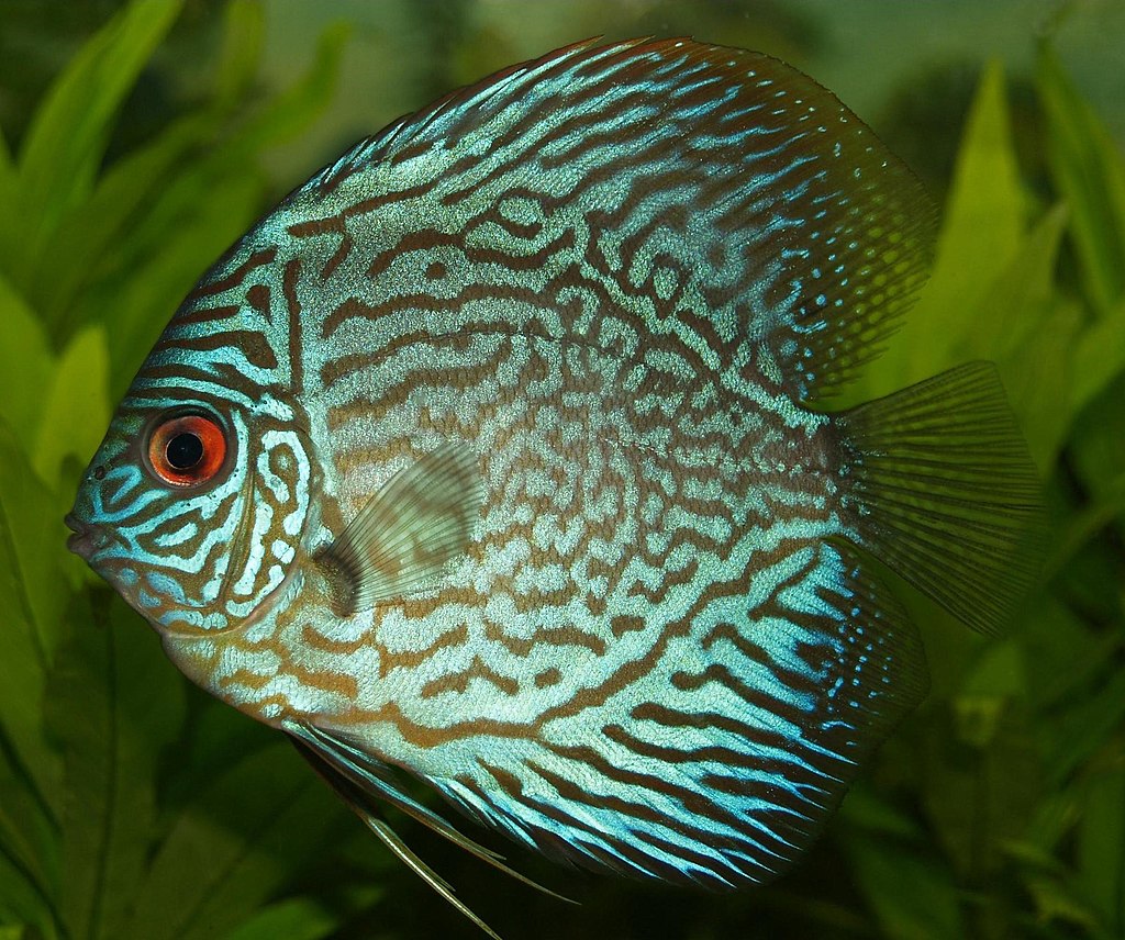 Blue Discus the King of Freshwater Fish