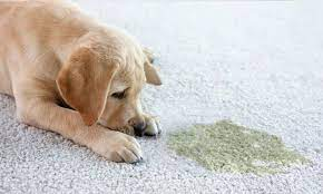 pet odors removal